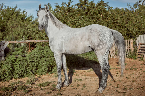 istock Thoroughbred horse in a pen outdoors and 1137574643
