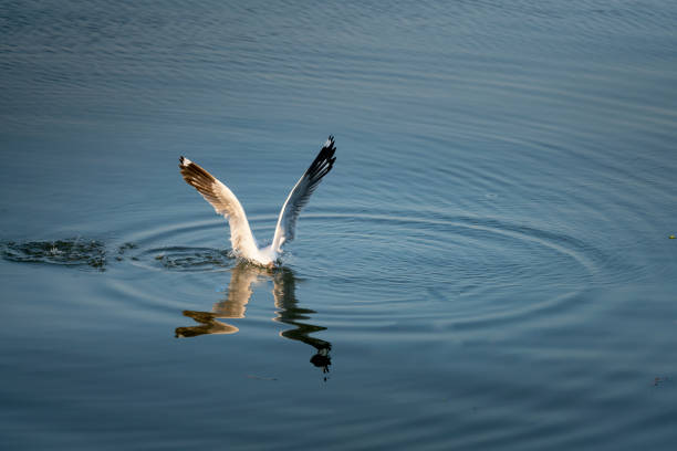 Seagull catching the fish in the sea