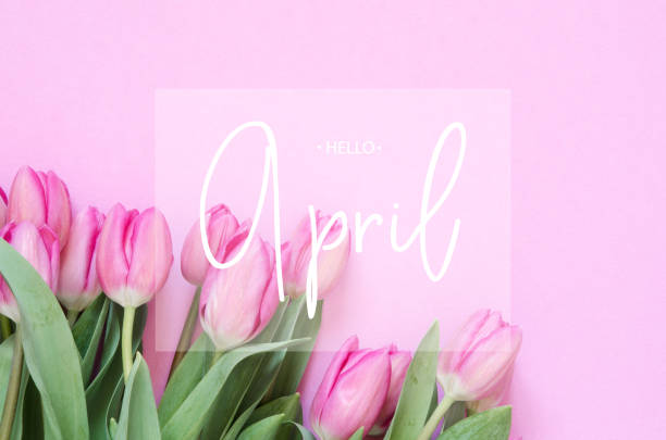 istock Inscription Hello April. Tulip flower. Spring background. 1137574968
