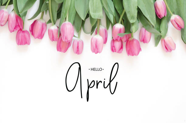 istock Inscription Hello April. Tulip flower. Spring background. 1137574975