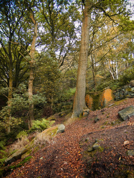 istock path in an autumn beech forest on a steep hillside with fallen leaves in yorkshire england 1137576616