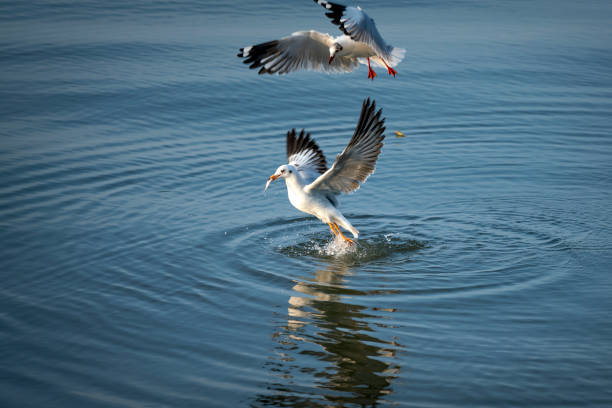istock Seagull catching the fish in the sea 1137576835