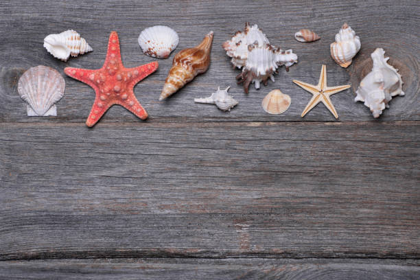 istock Seashells and starfish on wooden background. Copy space. 1137577899