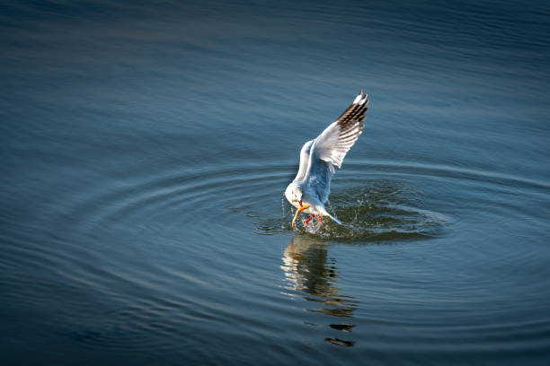 Seagull catching the fish in the sea