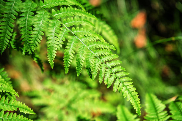 istock lush green fern twig 1137578246