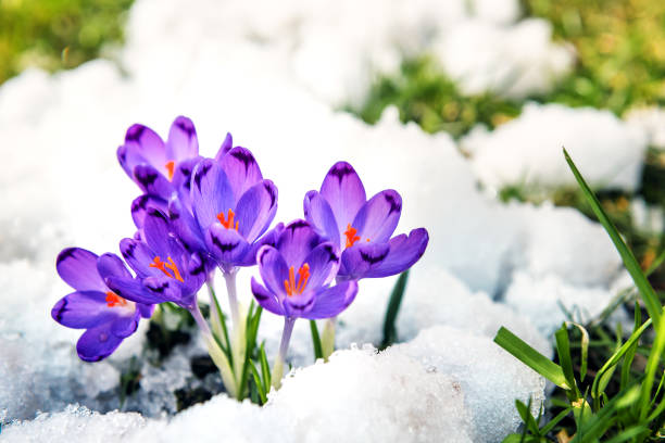 violette crocuses sprießen aus dem schnee - staubblatt stock-fotos und bilder