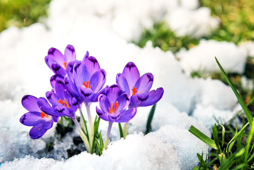 Purple crocuses sprout from the snow. Spring time