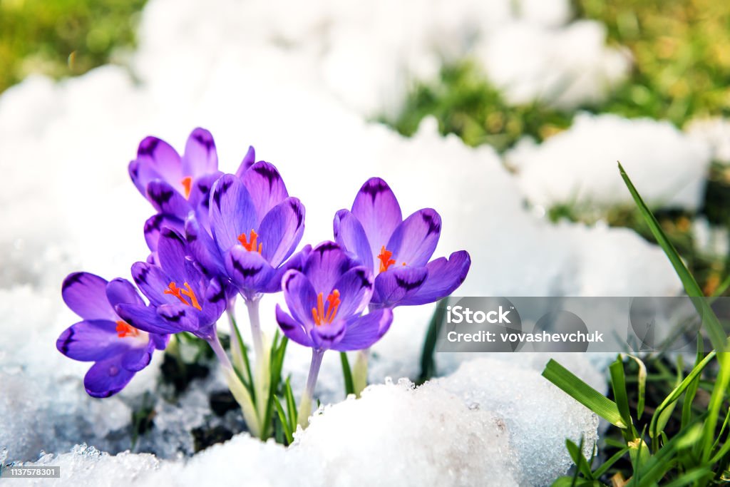 purple crocuses sprout from the snow Purple crocuses sprout from the snow. Spring time Springtime Stock Photo