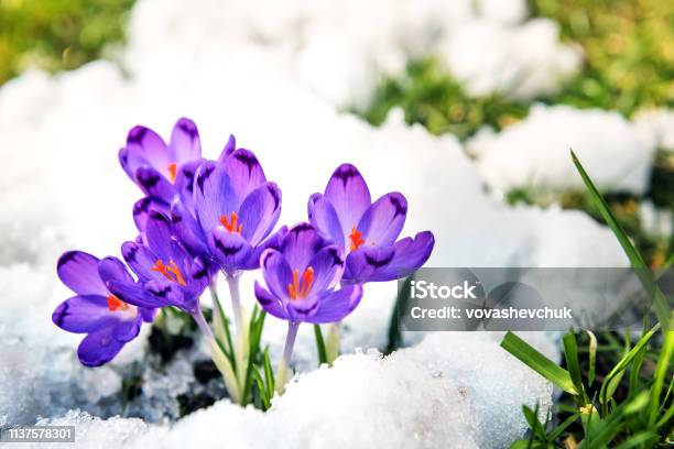 Purple Crocuses Sprout From The Snow Stock Photo - Download Image Now - Springtime, Flower, Snow