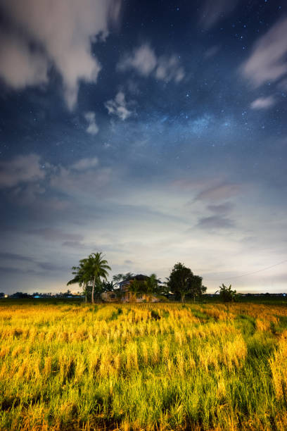Semenyih paddy field milky way