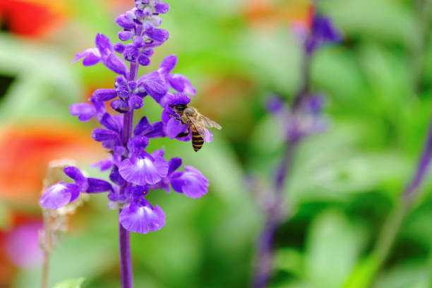 istock Honey Bee collecting pollen on flower 1137579772