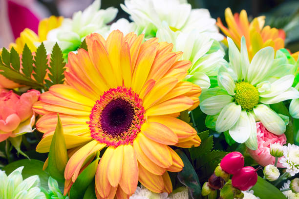 istock Bouquet of white and orange gerberas 1137580359