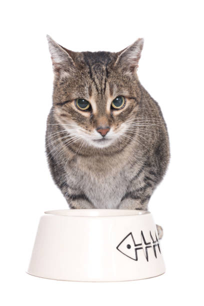 istock European Shorthair cat 1137581444