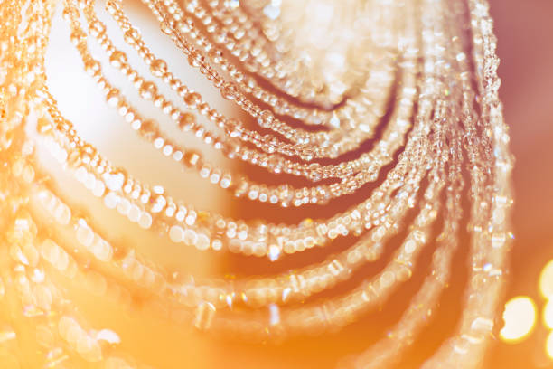 Dew on a web