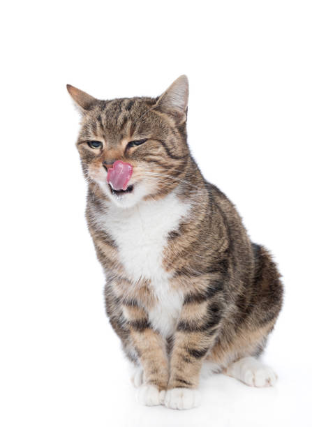 istock European Shorthair cat 1137581552