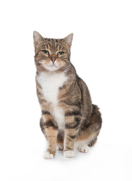 istock European Shorthair cat 1137581581
