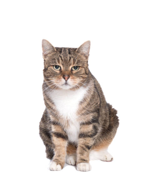 istock European Shorthair cat 1137581611