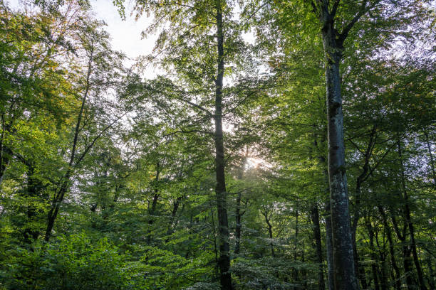 istock Two Weeks in Croatia - Plitvice Lakes National Park 1137581622