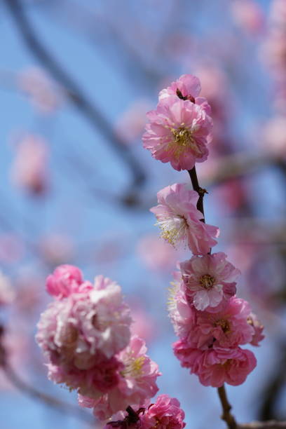 istock Plum 'Hinohakama' Pink 1137584009