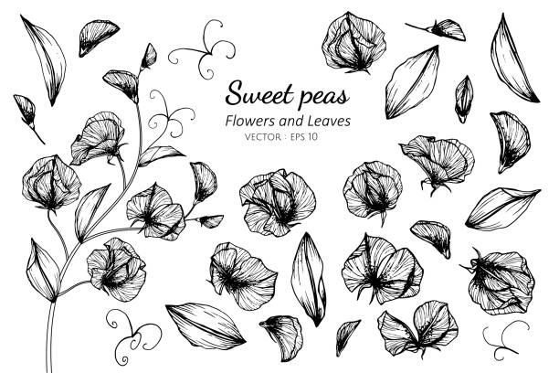 597 Sweet Pea Illustrations & Clip Art - iStock | Sweet pea flower, Sweet  pea wigwam, Sweet pea vector