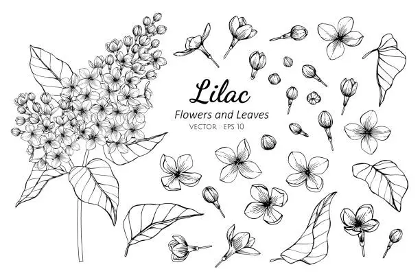 Vector illustration of Collection set of lilac flower and leaves drawing illustration.