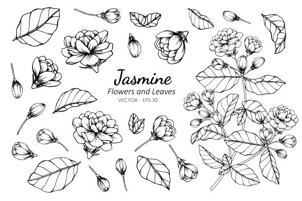 Collection set of jasmine flower and leaves drawing illustration. Collection set of jasmine flower and leaves drawing illustration. for pattern, logo, template, banner, posters, invitation and greeting card design. jasmine stock illustrations