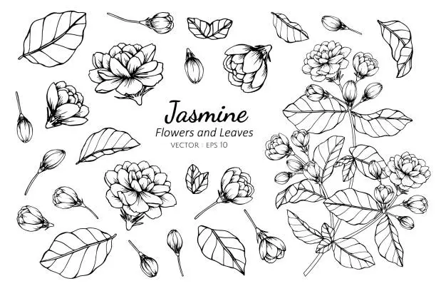 Vector illustration of Collection set of jasmine flower and leaves drawing illustration.