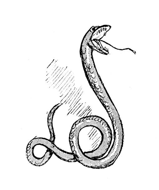 ilustrações de stock, clip art, desenhos animados e ícones de antique humor cartoon illustration: snake - cobra engraving antique retro revival