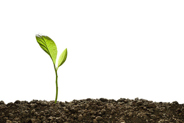 istock Green sprout growing out from soil isolated on white background 1137587082