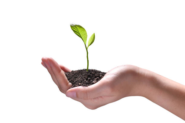 istock Hand holding and caring a green young plant isolated on white background 1137587109
