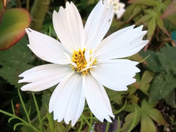 istock Garden Cosmo flower - beautiful in spring 1137587406