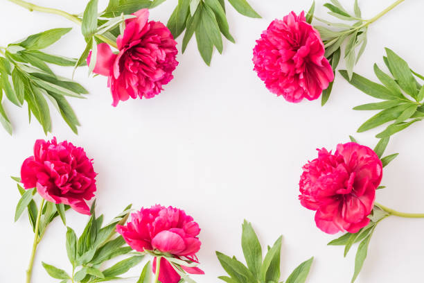 istock Flat lay composition with red peonies and green leaves on a white background 1137587801