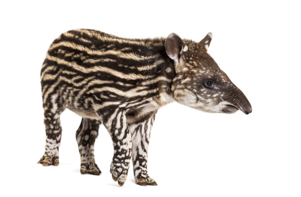 tapir brasileño de dos meses parado frente a fondo blanco - tapir fotografías e imágenes de stock