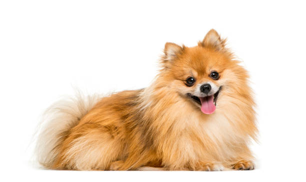 Pomeranian, 2 years old, lying in front of white background Pomeranian, 2 years old, lying in front of white background spitz type dog stock pictures, royalty-free photos & images