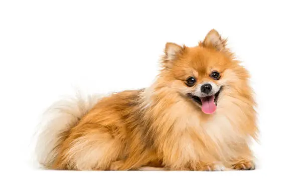 Pomeranian, 2 years old, lying in front of white background