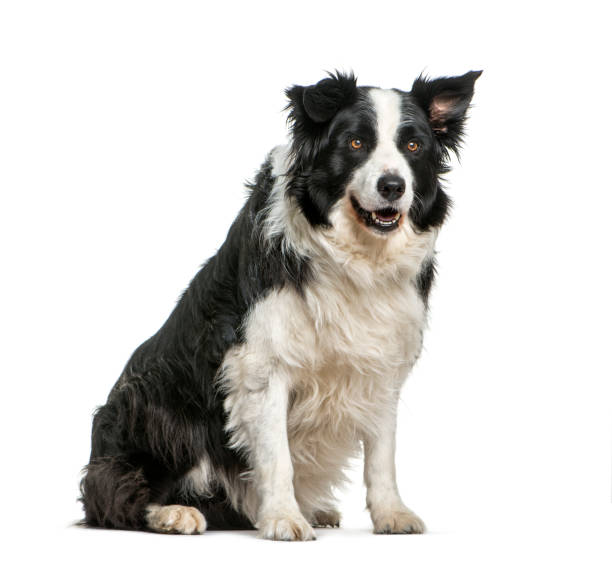 Border Collie, 11 years old, sitting in front of white background