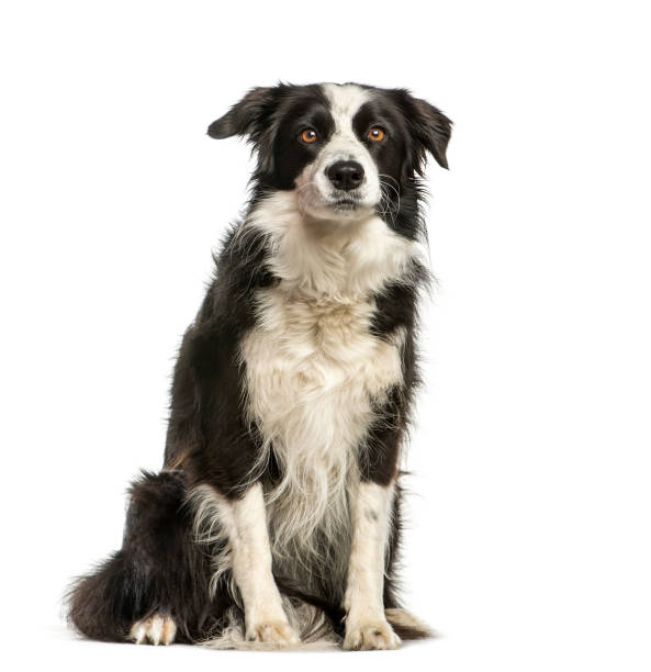 istock Border Collie, 4 years old, sitting in front of white background 1137588558