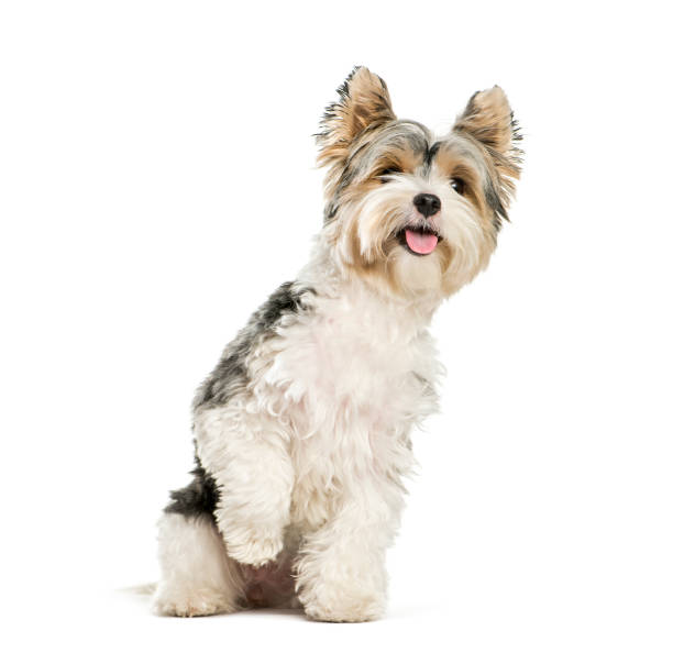 istock Biewer Yorkshire Terrier, 3 years old, sitting in front of white background 1137588567