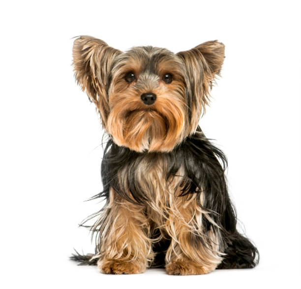 istock Yorkshire Terrier, 2 years old, sitting in front of white background 1137588571
