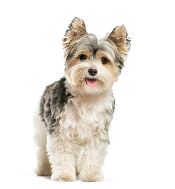 istock Biewer Yorkshire Terrier, 3 years old, in front of white background 1137588574