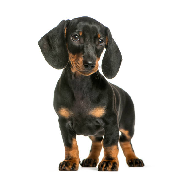 istock Dachshund, 2 months old, in front of white background 1137588581