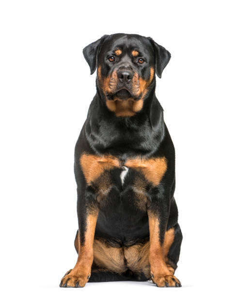 rottweiler, 1 año de edad, sentado en frente de fondo blanco - rottweiler fotografías e imágenes de stock