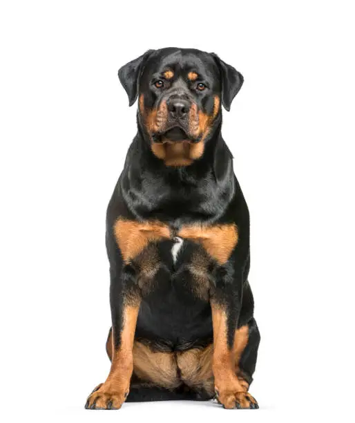 Photo of Rottweiler, 1 year old, sitting in front of white background