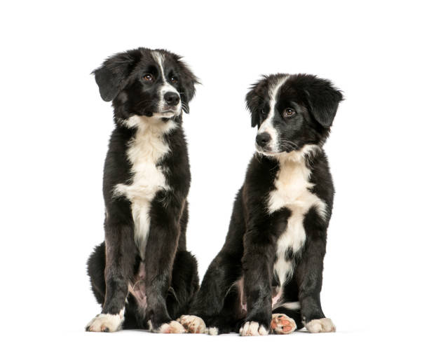 istock Border Collie, 3 months old, sitting in front of white background 1137588602