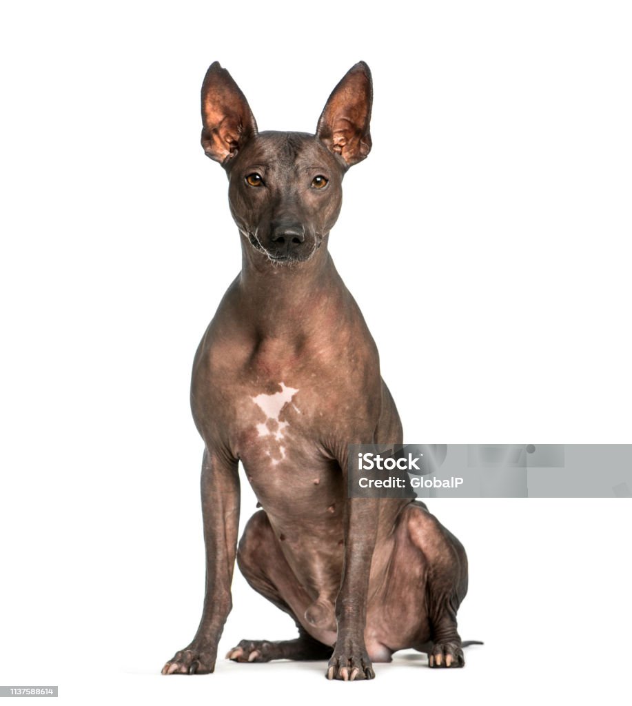 Peruvian Hairless Dog, 3 years old, sitting in front of white background Cut Out Stock Photo