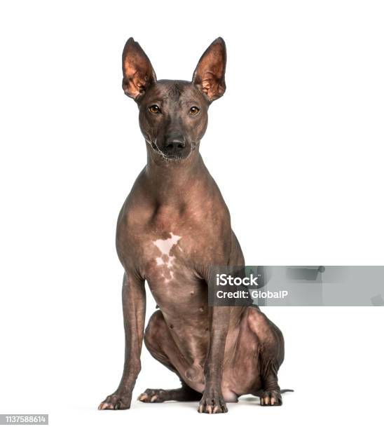 Peruvian Hairless Dog 3 Years Old Sitting In Front Of White Background Stock Photo - Download Image Now