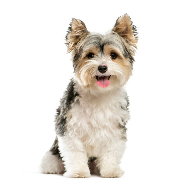 Biewer Yorkshire Terrier, 3 years old, sitting in front of white background Biewer Yorkshire Terrier, 3 years old, sitting in front of white background tongue photos stock pictures, royalty-free photos & images