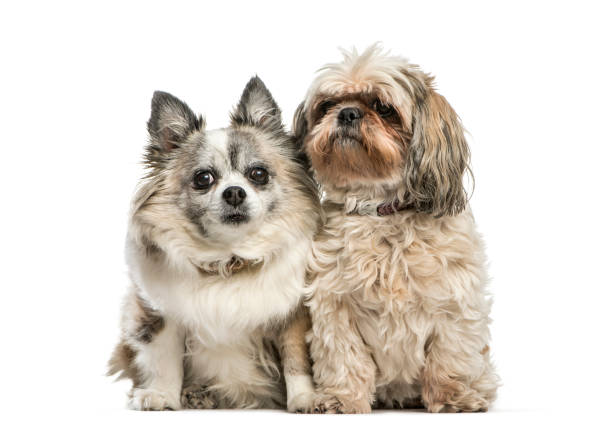 istock Mixed-Breed dog sitting in front of white background 1137588668