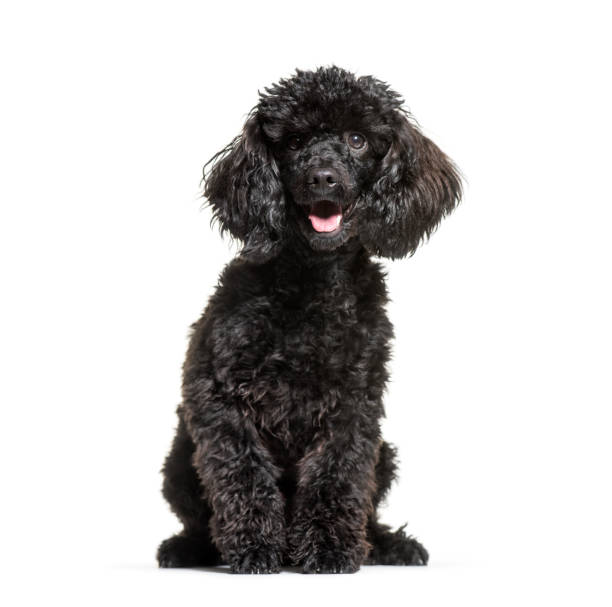 istock Poodle, 9 months old, sitting in front of white background 1137588717