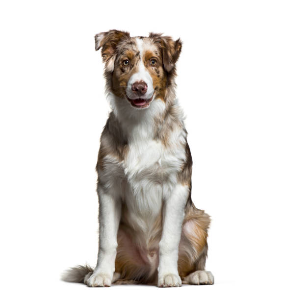 istock Australian Shepherd, 5 months old, sitting in front of white background 1137588744